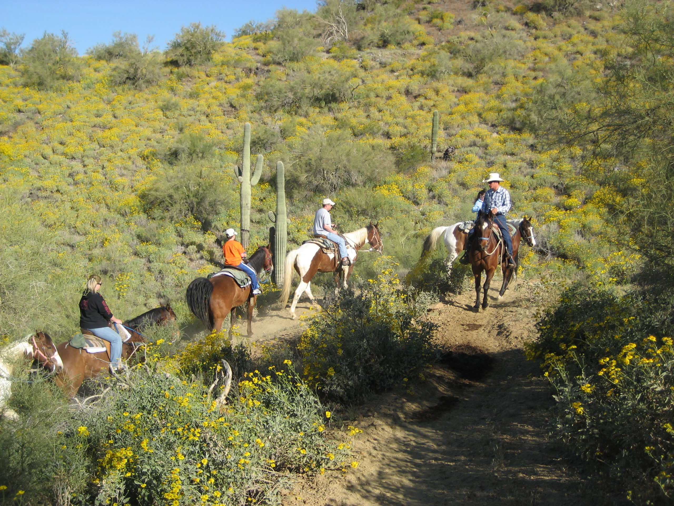 Horseback Riding Phoenix, AZ Cave Creek Trail Rides